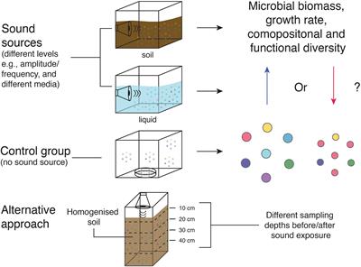 The Effects of Anthropogenic Sound and Artificial Light Exposure on Microbiomes: Ecological and Public Health Implications